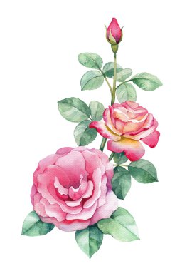 suluboya gül çiçekleri