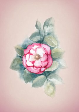 yabani gül çiçekleri