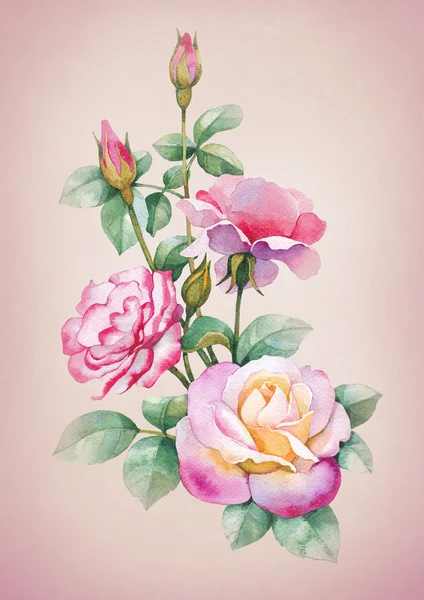 Akvarell rózsa virágok — Stock Fotó