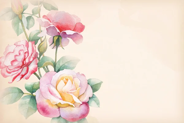 Watercolor  rose flowers — Stock Photo, Image