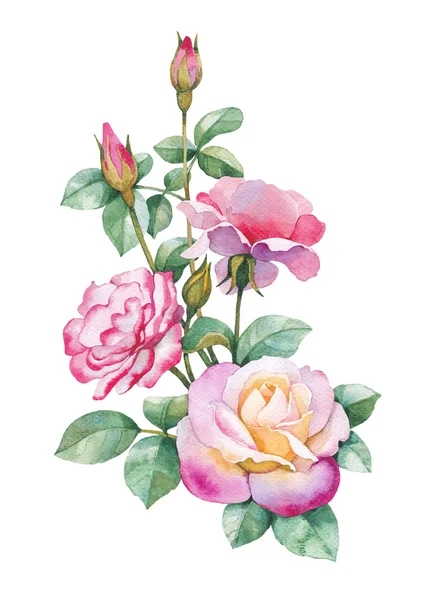 Watercolor rose flowers — Stock Photo, Image