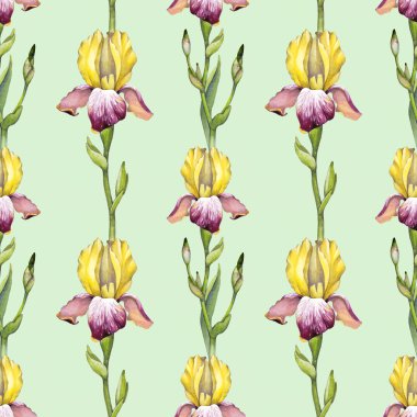 Suluboya Iris çiçek deseni