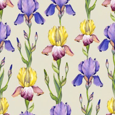 Suluboya Iris çiçek deseni