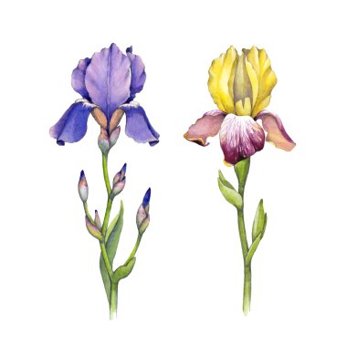 Suluboya Iris çiçekler