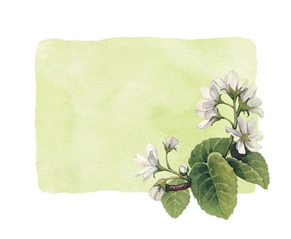 Watercolor apple flowers — Stock Photo, Image