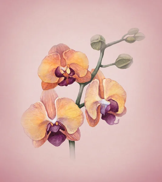 Aquarel orchid bloemen — Stockfoto
