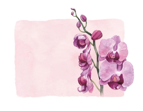 Watercolor orchid flowers — Stock Photo, Image