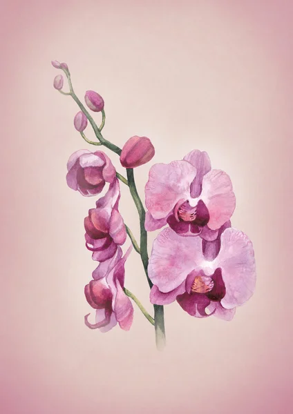 Akvarell orkidé blommor — Stockfoto