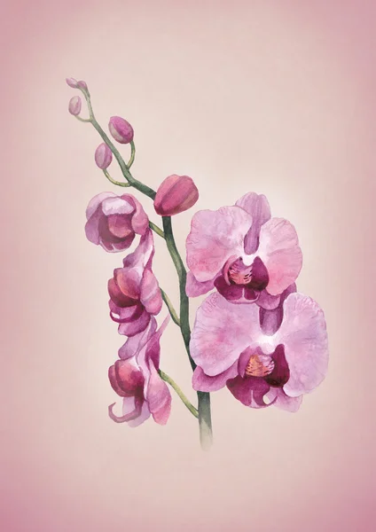 Aquarel orchid bloemen — Stockfoto