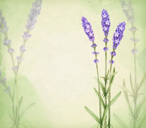 Flores de lavanda aquarela — Fotografia de Stock