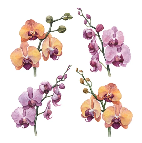 Akwarela storczyków kwiaty — Zdjęcie stockowe
