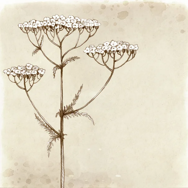 Disegno fiore di achillea . — Foto Stock