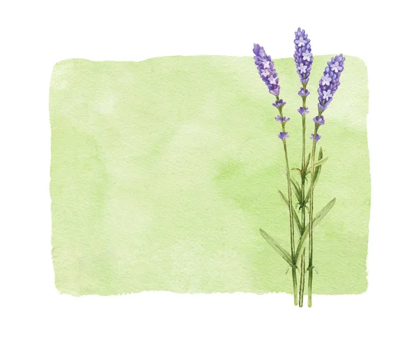 Aquarel lavendel — Stockfoto