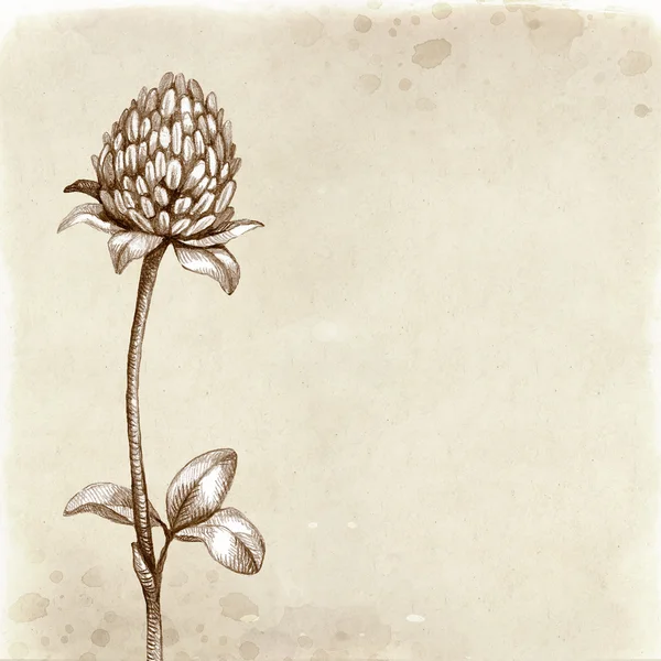 クローバーの花を描く. — ストック写真