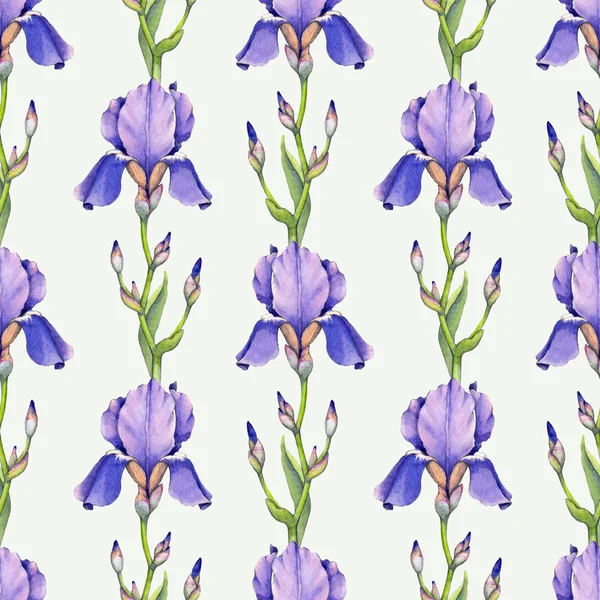 Akvarel iris květiny vzor — Stock fotografie