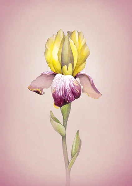 Acquerello fiore dell'iride — Foto Stock
