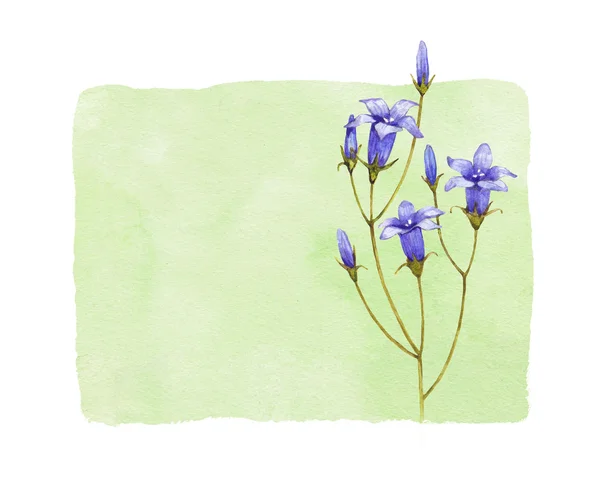 Akvarell bluebell blommor — Stockfoto