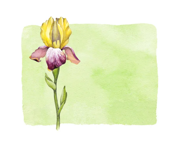 水彩画のアイリスの花 — ストック写真