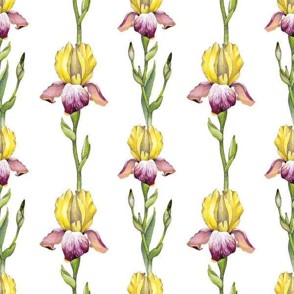 Akwarela irys kwiaty wzór — Zdjęcie stockowe