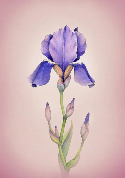 Aquarel iris bloem — Stockfoto