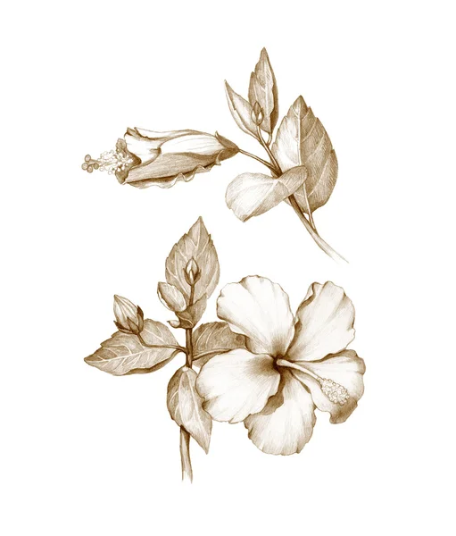 Pencil drawing of hibiscus flower — Stock Photo, Image