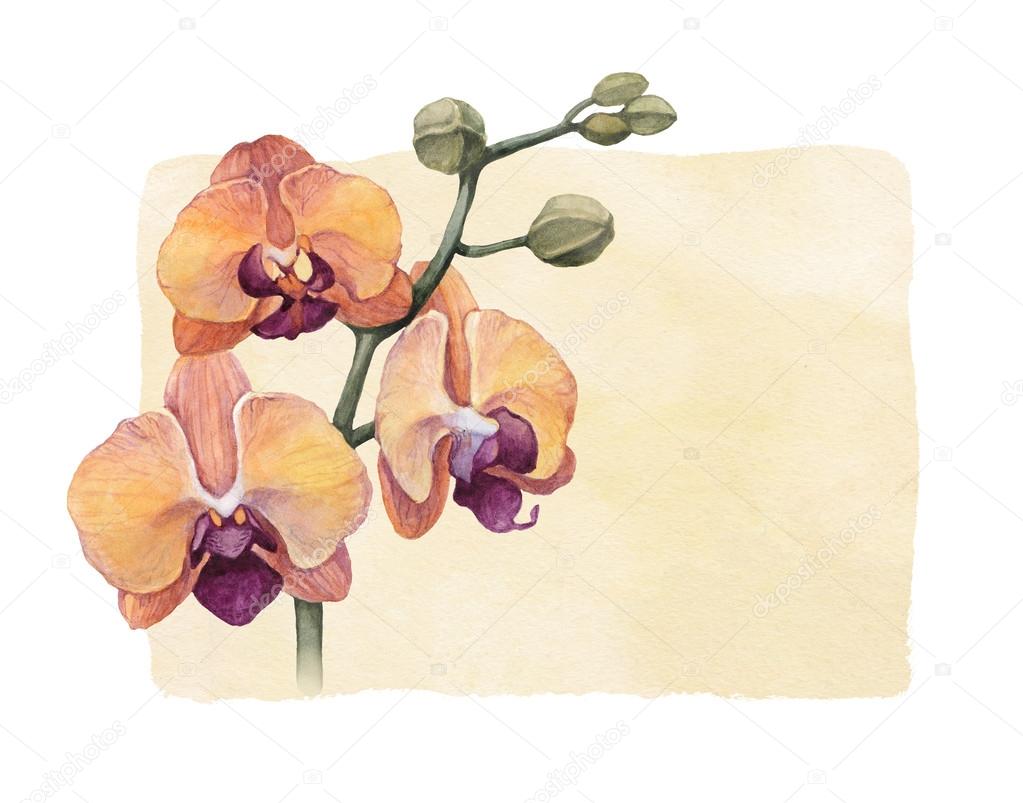 Watercolor orchid flowers