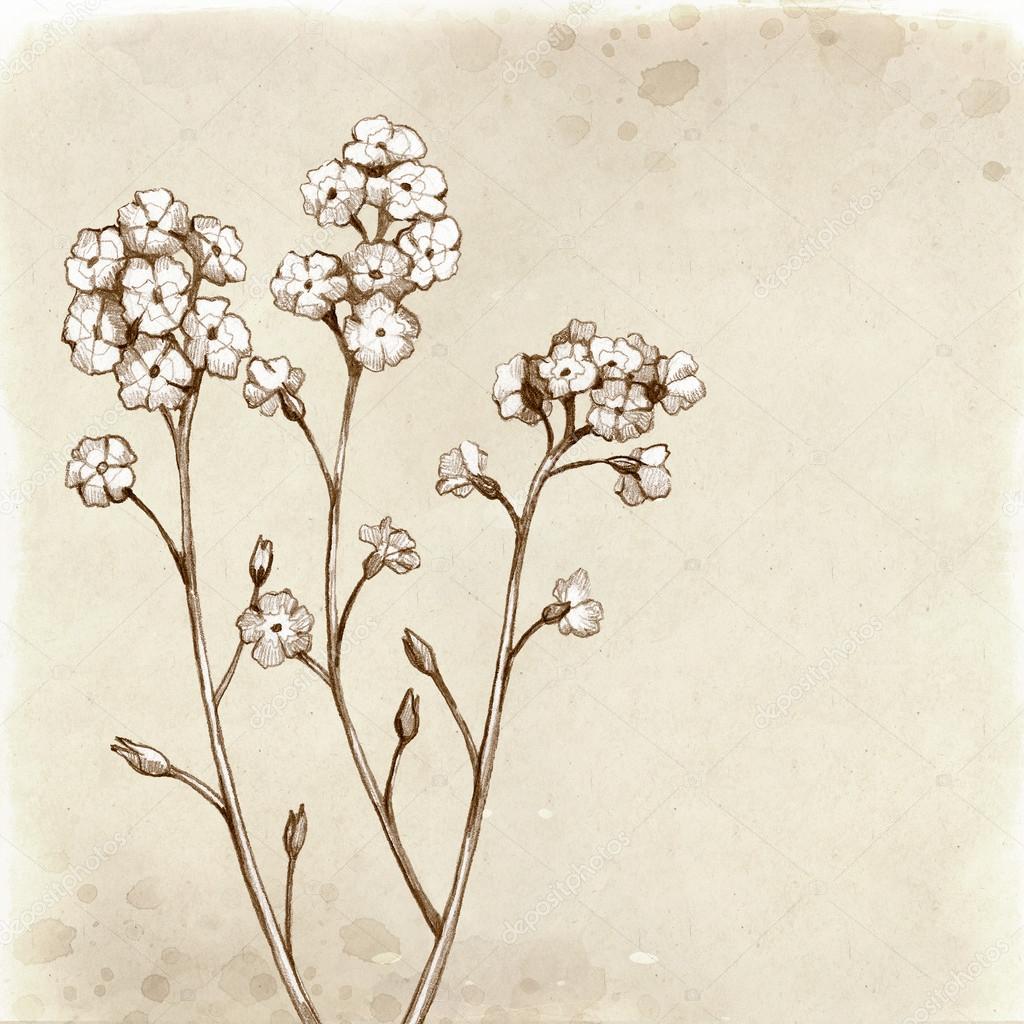 Forget me not flowers drawing.
