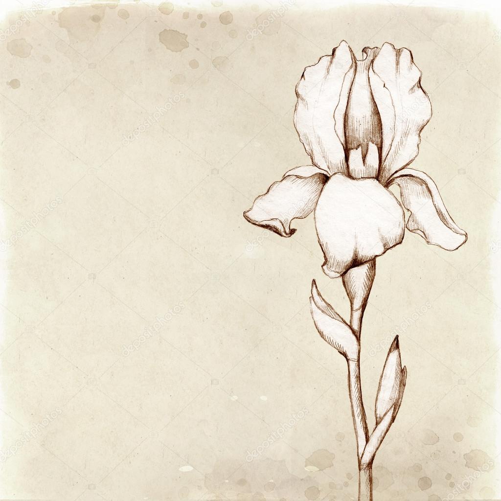 Iris flower pencil drawing Stock Illustration by ©Sashsmir 59829419