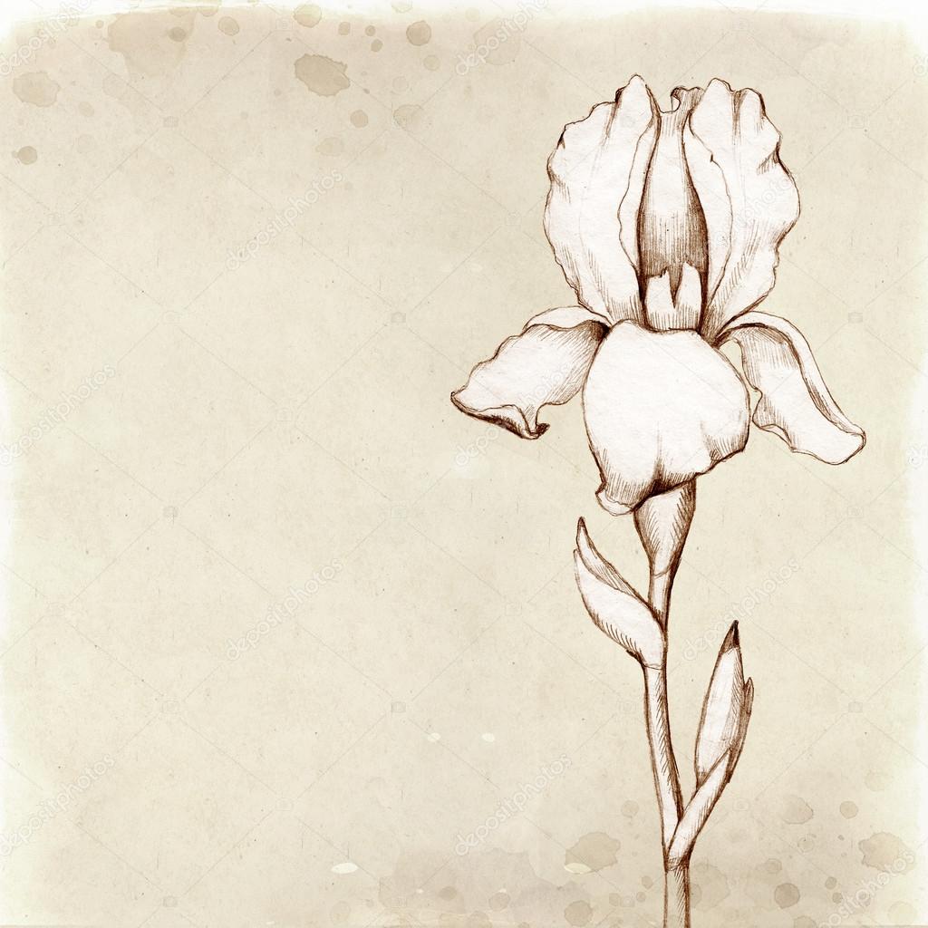 Iris Plant Sketch