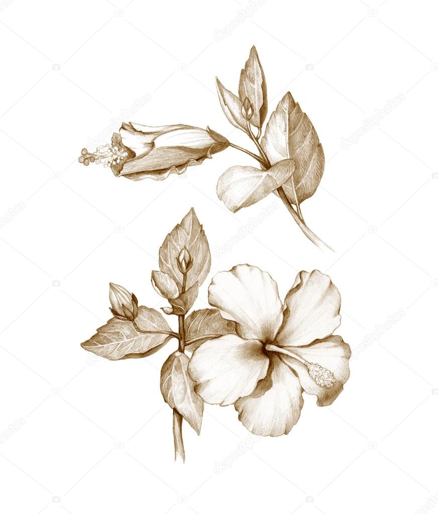 Pencil Drawing Of Hibiscus Flower Stock