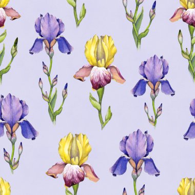 Suluboya Iris çiçek deseni