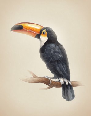 Suluboya toucan kuş