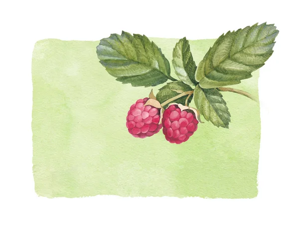 Watercolor raspberry illustration — Stock Photo, Image