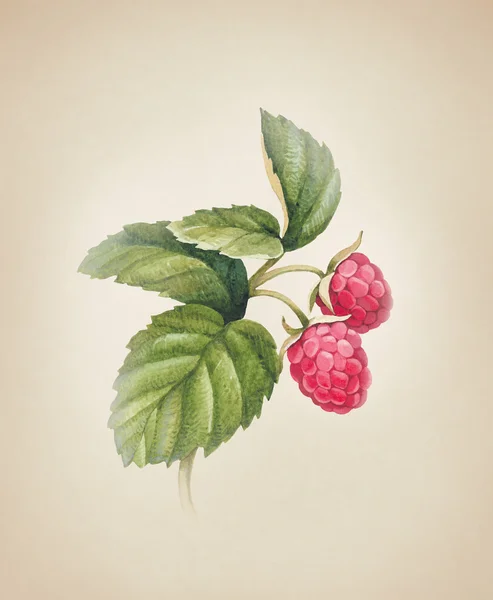 Aquarel raspberry illustratie — Stockfoto
