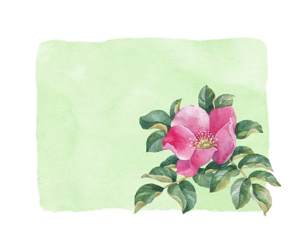 Watercolor dog rose — Stock Photo, Image