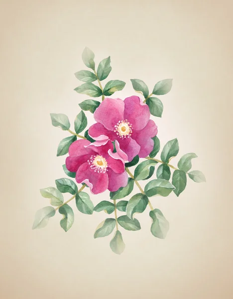 Watercolor dog rose — Stock Photo, Image