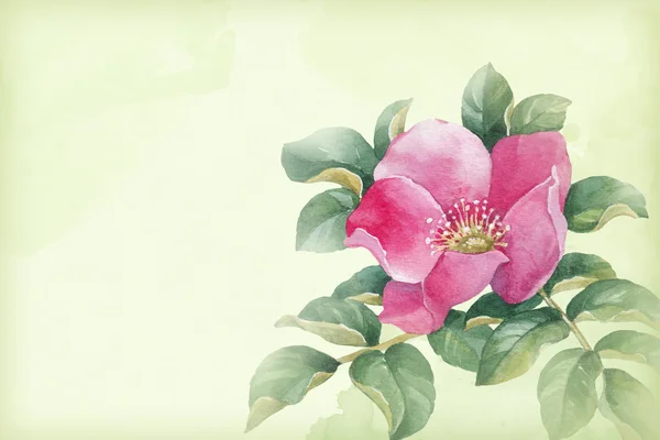 Watercolor dog rose — Stock Photo, Image