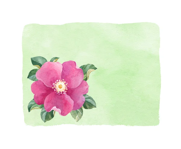 Dog rose illustration — Stock Photo, Image