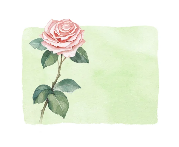 Ilustração aquarela de rosa flor . — Fotografia de Stock