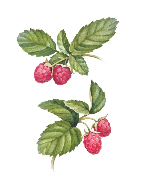 Watercolor raspberry illustration — Stock Photo, Image