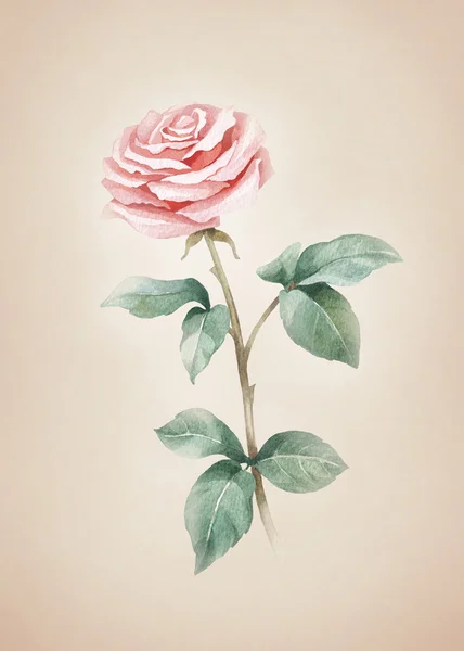 Watercolor rose flower. — Stock Photo, Image