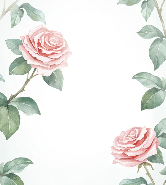 Akwarela ilustracja kwiat róży. — Zdjęcie stockowe