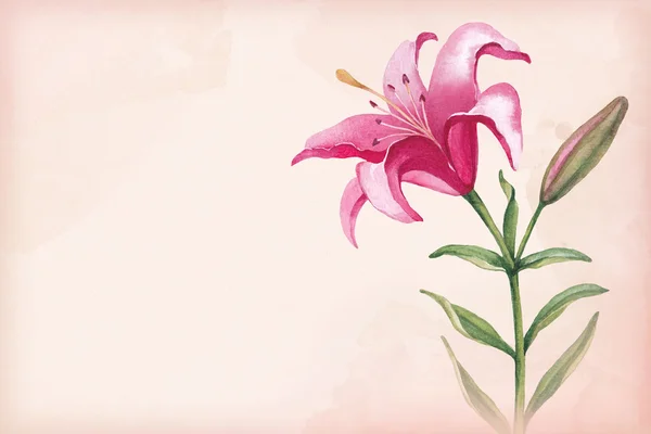 Watercolor illustration of lily flower — Stock Photo, Image