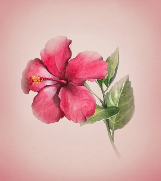 Aquarel hibiscus bloem — Stockfoto