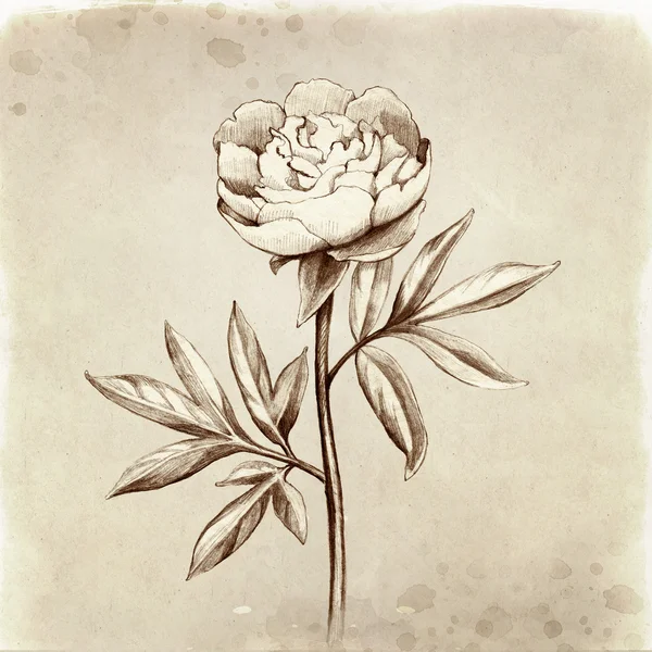 Flor de peonía vintage — Foto de Stock