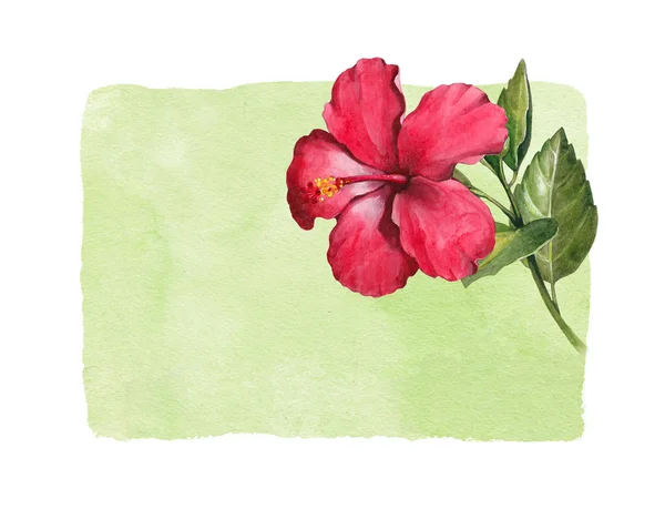 Aquarel hibiscus bloem — Stockfoto