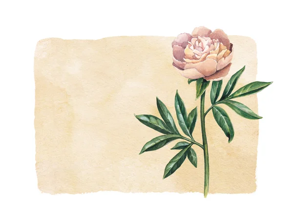 Watercolor peony flower. Perfect for greeting card — Stock Photo, Image