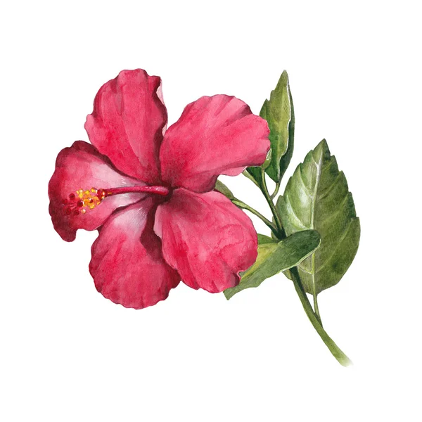 Watercolor hibiscus flower — Stock Photo, Image