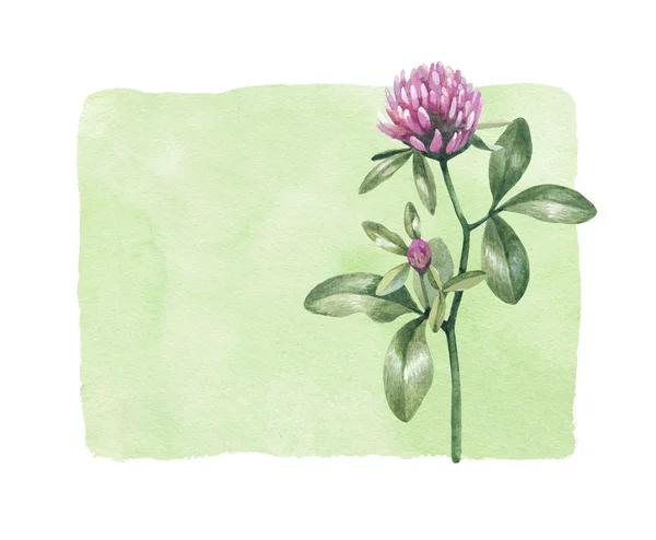 Aquarell Kleeblume — Stockfoto