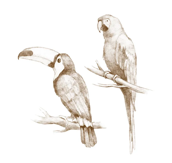 Tukan a papoušek kresby — Stock fotografie